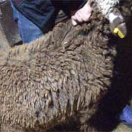گوسفند و خروس زنده پلاک بهداشت ارسال با باسکول