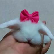 فروش بچه خرگوش لوپ اصیل