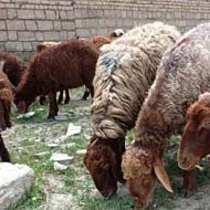 فروش گوسفند زنده بره شش ماه جهت عقیقه و قربانی