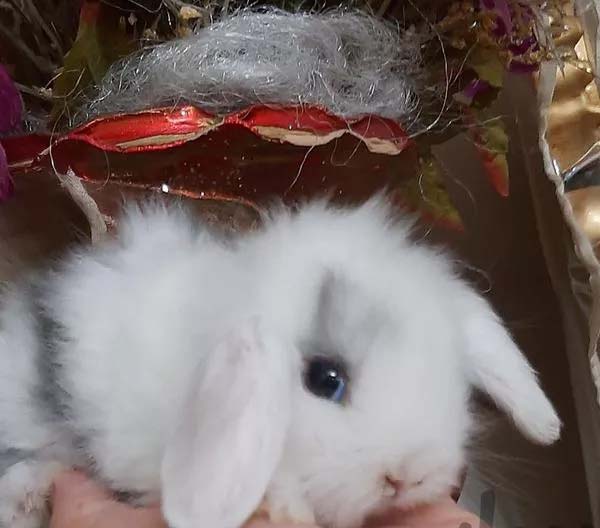 فروش خرگوش های مینی لوپ ترکیش