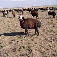 گوسفند و گوساله شهرداری