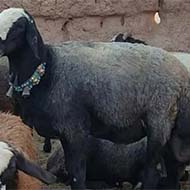 گوسفند زنده شمال تهران و غرب