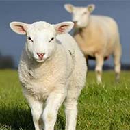 گوسفند زنده تحویل درب منزل