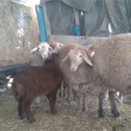 گوسفند زنده بهداشتی جهت قربانی