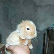توله خرگوش لوپ هلندی اصیل
