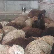 گوسفند زنده با پلاک بهداشت درب منزل