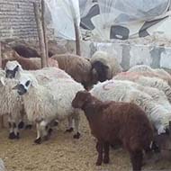 گوسفند زنده برای مراسمات