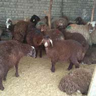 گوسفند زنده با پلاک سلامت