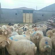 فروش گوسفند زنده به تمام نقاط شهر بصورت شبانه روز