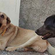 سگ نر و ماده قدرجونی پژدر عراقی سرابی نگهبان