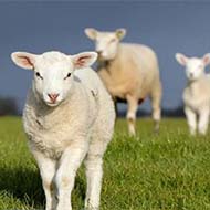 پخش گوسفند زنده به تمام نقاط تهران