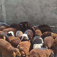 تعداد 60راس بره ی علف خوار گوسفند‌ زنده
