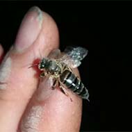 زنبور ملکه کارنیکا