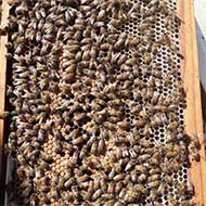 فروش چند عدد کندوی زنبور عسل ۶ تا ۹ قاب