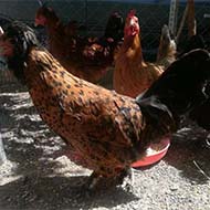مرغ ها شامل کوچین لاوندر دو عدد مرغ سلطان  یک مرغ محلی