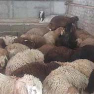 گوسفند زنده با پلاک بهداشت تمام تهران درب منزل
