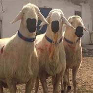 فروش گوسفند زنده بهداشتی