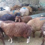 200راس بره ی نر وماده شش ماهه گوسفند زنده
