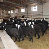 فروش گوسفند شال و افشار