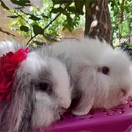 خرگوش های مینی لوپ اصیل اوکراینی نروماده عروسکی