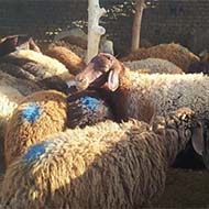 گوسفند زنده بهداشتی همراه با پلاک سلامت دام