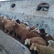 گوسفند زنده جایگاه شهرداری مناسبت نوزاد و عقیقه