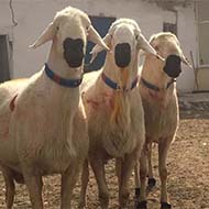 فروش گوسفند زنده بهداشتی