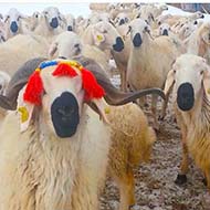 فروش گوسفند زنده بهداشتی شبانه روزی