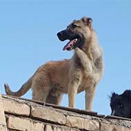 سگ اصیل افغان