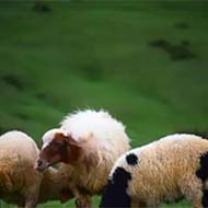 گوسفند زنده کردستان قزل افشار جوان و سالم همه وزن