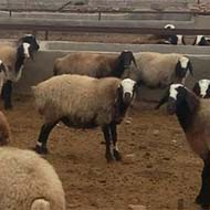 فروش انواع نژادهای گوسفند