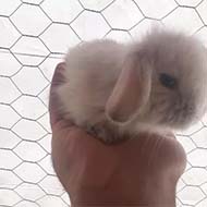 بچه خرگوش لوپ سفید
