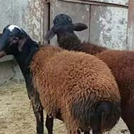 فروش گوسفند زنده تهرانپارس پاسداران پیروزی
