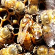 فروش 40 عدد کلنی زنبور عسل