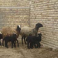 دام اصلاح نژادی دوقلوزا شال گله گوسفند