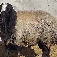 نژاد گوسفند شال و افشار دوقلوزایی
