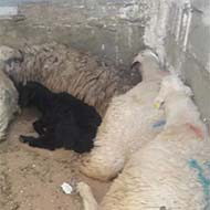 گوسفند فروشی از مرغوب گوسفندهای لار