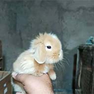 توله خرگوش لوپ هلندی اصیل