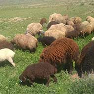 فروش گوسفند زنده بصورت شبانه روز درتمام نقاط شهر