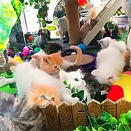 خرید و فروش انواع بچه گربه های شجره دار