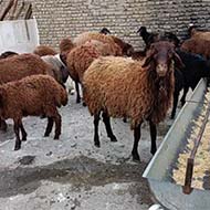 گوسفند زنده شش ماه عقیقه و قربانی