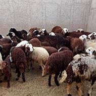 گوسفند ۴۰ راس بره نر و ماده افشار