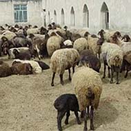 فروش گوسفند زنده‌ شبانه روزی باقصاب