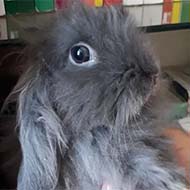 خرگوش پشمالو عروسکی