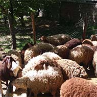 گوسفند زنده به شرط سالم در سه راه عظیمیه