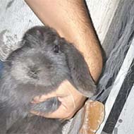 خرگوش نژاد اصیل فرانسوی لوپ همراه قفس و لوازم