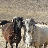گوسفند زنده ارگانیک تمام نقاط تهران