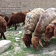 گوسفند زنده بره شش ماه جهت عقیقه و قربانی