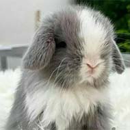 خرگوش لوپ هلندی انگل تراپی شده