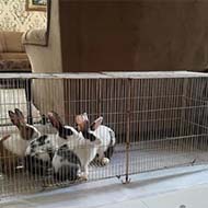 خرگوش 2 ماهه به همراه قفس بزرگ